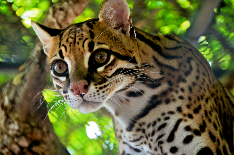 Illustration for article titled Ladies and Gentlemen, A Moment of Your Time from #TeamOcelot